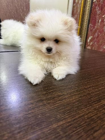 afcarka balasi satilir: Şpitz, 2 ay — 6