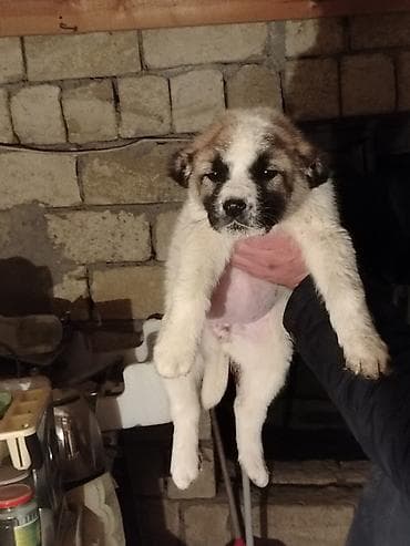 Qurdbasar, Ödənişli çatdırılma lalafo.az -da Qurdbasar, Ödənişli çatdırılma