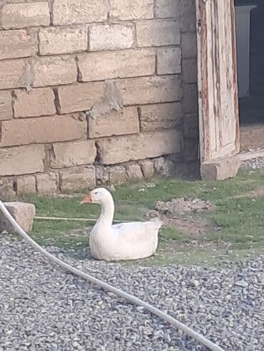 Ördəklər: Erkək qazdır 4.500 diri çəkisidir Ağ qaz – yerli təsərrüfatda — 1