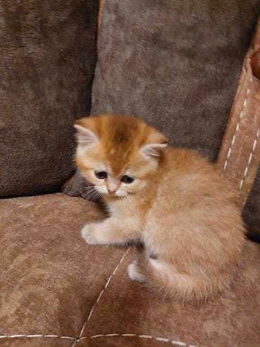 pişik 1 azn: Qızıl şinşilla — 6