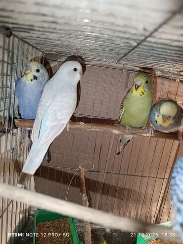 quş üçün qəfəs: Məhsul: Dalmatian/xallı və klassik rəng çeşidlərində nimfa deyil — 2