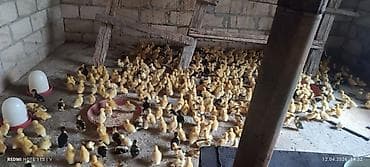 toptan toyuq satisi: Toyuq cücələri, Ətlik — 1