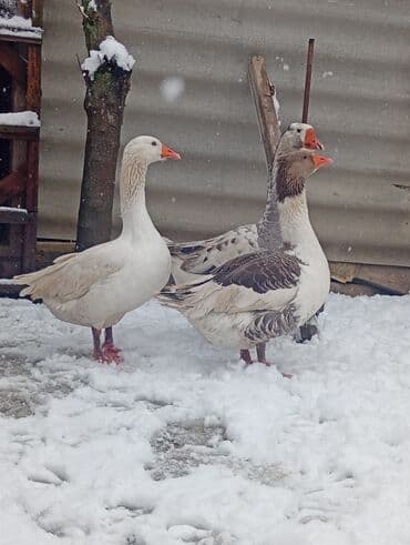 Tata: Qazlar satılır – 1erkəy 2dişi Şəkillər realdır, eyni — 4