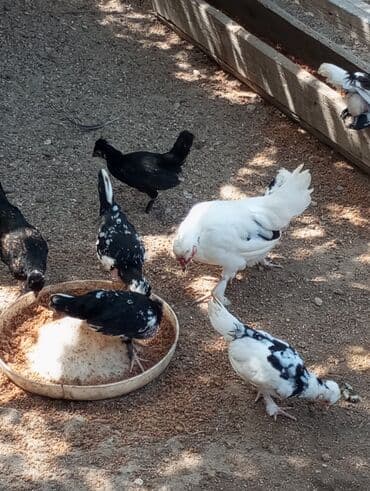 hinduska yumurtasi nece gune cixir: Yaponka xoruz və toyuqları.10/20 və altı aylıq — 1