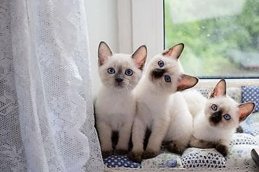 pişik sumkası: Siam — 10