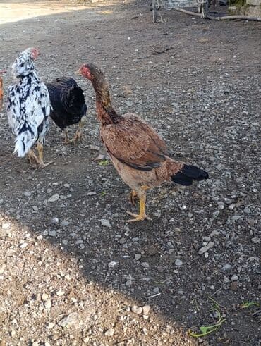 Gəmiricilər: Xoruz, il: 1, Ödənişli çatdırılma — 1