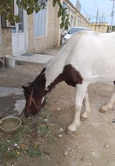 ərəb dovşanı: Erkək, Ərəb, il: 4, Pulsuz çatdırılma — 9