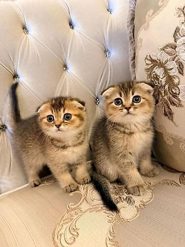 pisik şotlant: Şotland yastı qulaq — 1