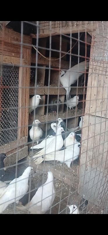 anqut quşu: Salam Alekum Dam və Goyercinler tergizilir deye tecili satilir — 2