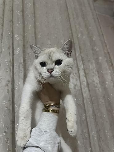 scottish pişik: Şinşilla, Erkək, Yaxşı əllərə, Ünvandan götürmə, Pulsuz çatdırılma, Ödənişli çatdırılma — 3