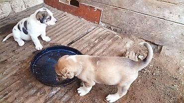 it satışı tap az: Alabay, 1 ay, Dişi, Peyvəndli, Ünvandan götürmə — 1