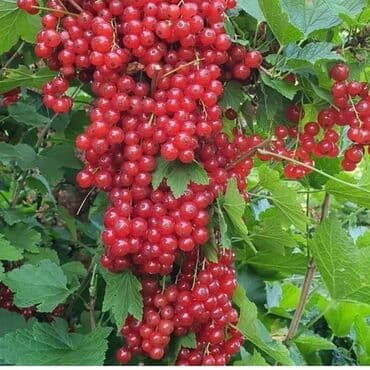 Ağaclar: Isdenilen sort var sadece zeng edin catiraq — 1