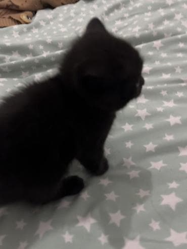 samoyed balasi satilir: Erkək, Dişi, Yaxşı əllərə, Ünvandan götürmə, Ödənişli çatdırılma — 2