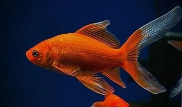 haski bala: Akvaryum üçün “Tam Başlanğıc Dəsti” – evdə balıq saxlamağa başlamaq — 4