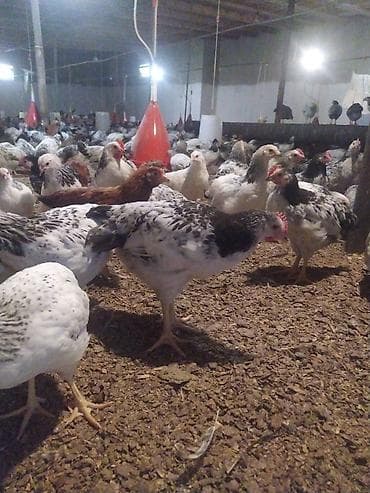 kənd toyuqlarının satışı: Toyuq, Bresse, Ətlik, Ünvandan götürmə — 1