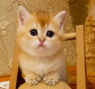 Britan, Erkək, Yaxşı əllərə, Ünvandan götürmə