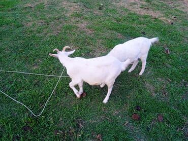chihuahua qiymeti: Dişi, il: 2, Südlük — 4