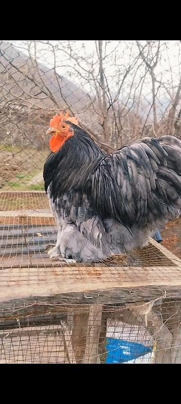 Xoruzlar: Salam Aleykum.Şəkildə Gördüyünüz Xoruz Satilir.10 ayliq Tam Aktivdir — 2