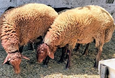 Qoyunlar – ət və damazlıq üçün Təsvir: - Qəhvəyi rəngli, yerli cinsli — 3