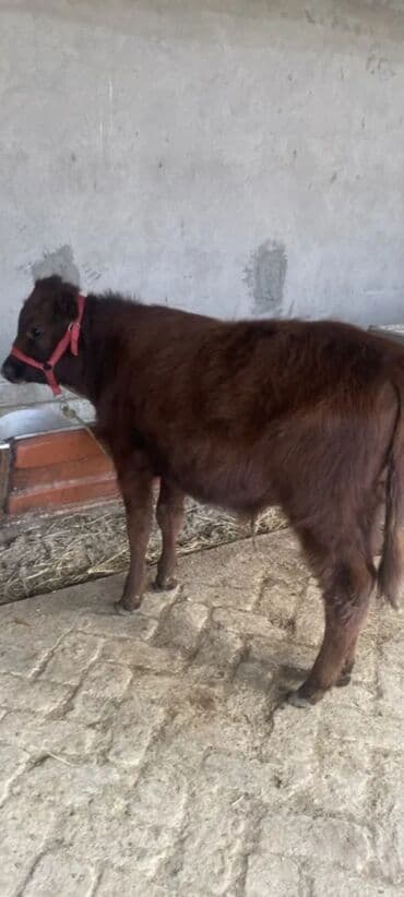 Tata: 5 aylıq erkey dana — 6