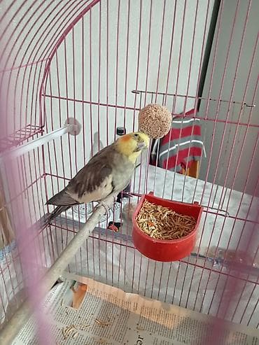 bülbül quşu: Nimfa papağanı (Cockatiel)korella – qəfəs və aksesuarlarla birlikdə - — 2