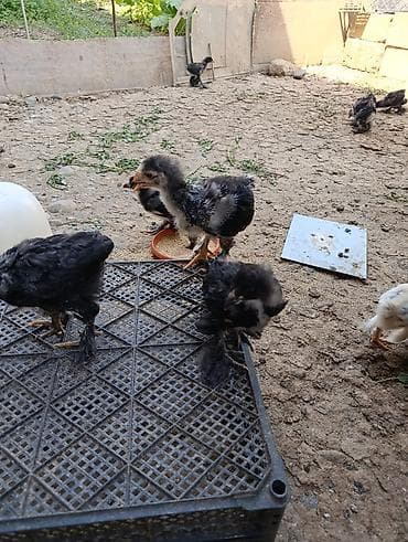 brama cücə satışı: Toyuq cücələri, Damazlıq, Ödənişli çatdırılma — 2