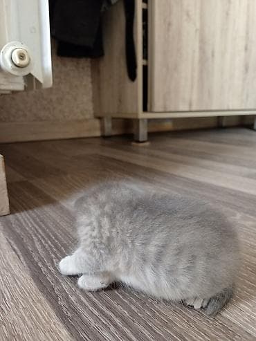 приют для кошек баку: Шотладская вислоухая — 2