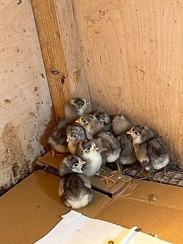 бу ковры: Курица, Для разведения — 7