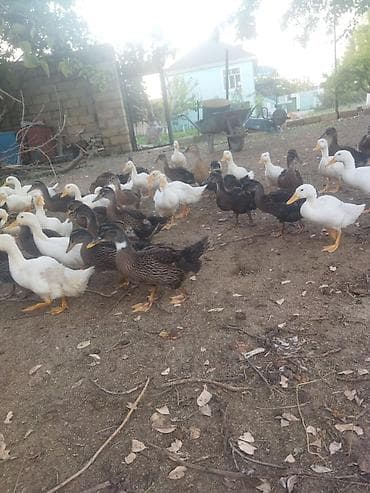 yırtıcı quş: Digər quşlar — 1