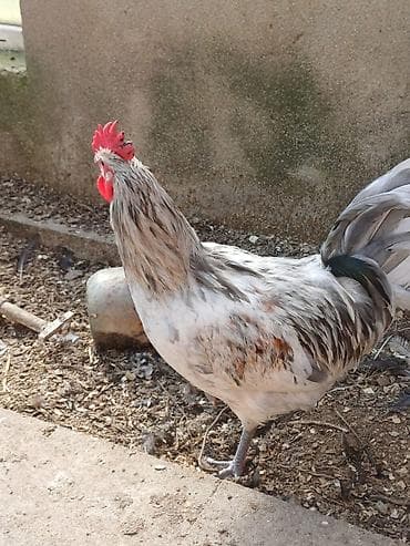 Məhsul: Xoruzlar ve mayali yumurtalar satisda Təsvir: -