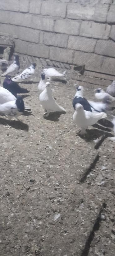 Собаки: Məhsul: 50ədedi Ev göyərçinləri (bir neçə cins və rəng) Təsvir: - — 5