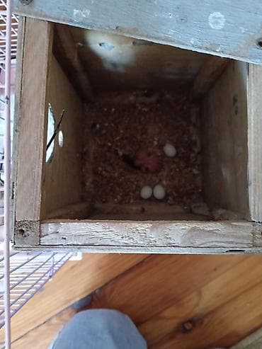 ucuz goyərcinlər: Budaqlar üçün qəfəs və aksesuarlarla birlikdə cüt dalğalı papuqay — 2