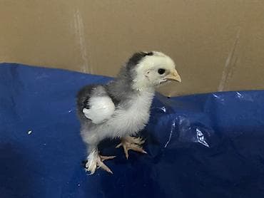 cucelerin satisi: Salam. Təmiz qan bramo cücələridir. 1 həftəni keçib mayalı yem ve — 6