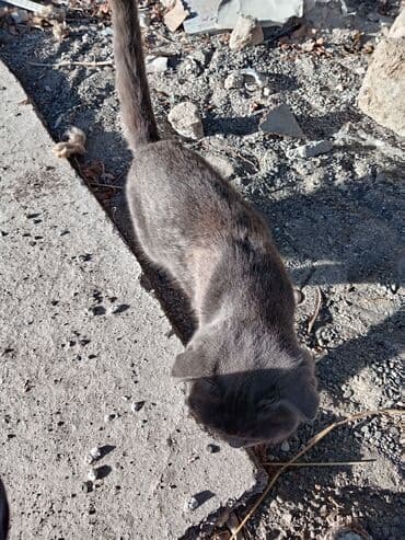 sfinks pişik: Şotland, Dişi, Ünvandan götürmə — 2
