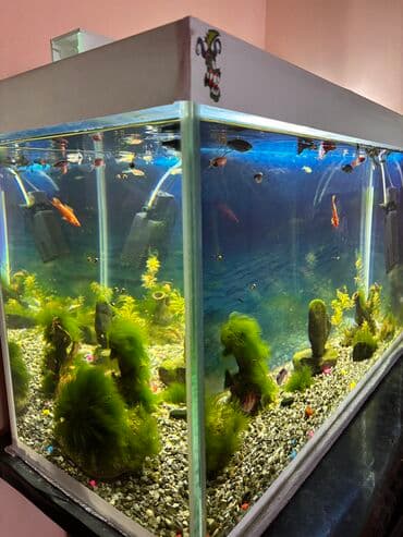 qızıl balıqlar: Dördbucaq akvarium, Balıqlarla birlikdə, 100 l, Ünvandan götürmə — 1