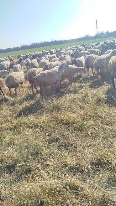 bakida cins ineklerin satisi: Dişi, il: 1, 50 kq, Damazlıq, Ünvandan götürmə — 13