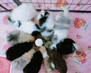 it balasi satilir: Şpitz, 2 il, Dişi, Peyvəndli, Pulsuz çatdırılma — 3