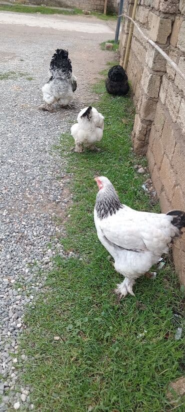 Qazlar: Brahma toyuqları – yumurtacı və ətlik iri cins 3 toyug 1 xoruz 280 m — 5