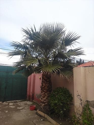 Dekorativ palma ağacı – bağ və həyətlər üçün - Növü: Vaşinqton