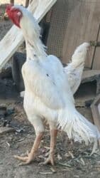 etibarlı ələrə verilir: Alman O Shamo 3 İllik Xoruz.Damazlıq Kimi Satıram.BARTER YOXDUR.Çəkisi — 1