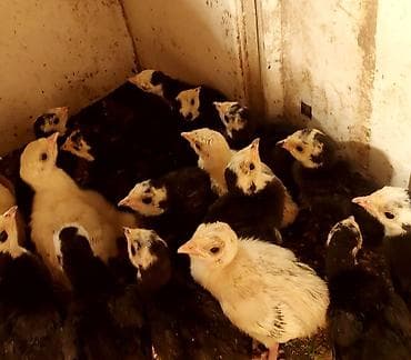 it xaltalari satisi: 1 həftəlik Hindusqa balalarıdı.Tam sağlamdılar.12 dənədilər — 2