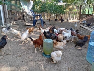 en cox sud veren inekler: Курица, Для разведения — 13