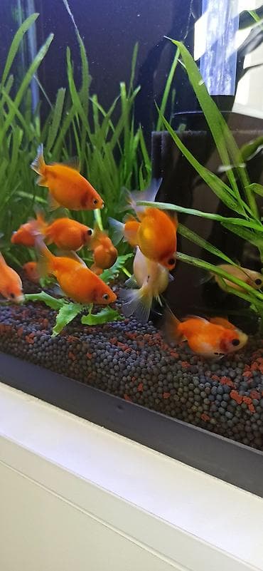 akvarium sifarisi: Qızıl balıq, Sülhsevər — 4