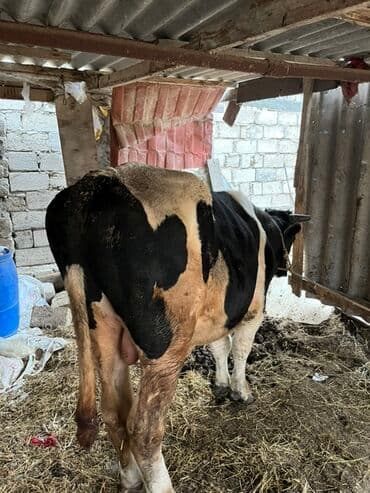 sudluk inekler: Qara-ağ ləkəli, ətlik istiqamətli iri buğa. Güclü skelet quruluşu — 4