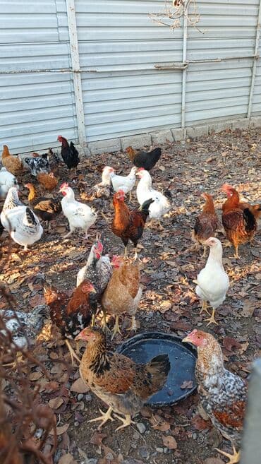 İtlər: Toyuqlar və xoruzlar satılır. Şəkillərdə iri və orta çəkili toyuq və — 2