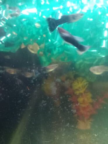 oskar balığı: Quppi, Sülhsevər — 5