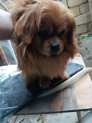 qurdbasar balaları: Pekines — 5