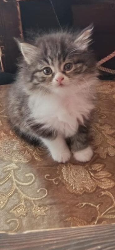 где продаются котята: Шиншилла, Самец, Самка — 3