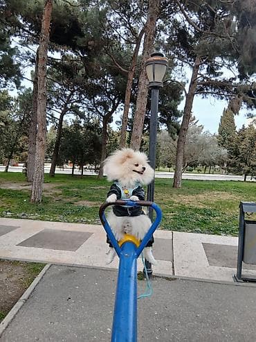 pitbull balasi satilir: Şpitz — 2