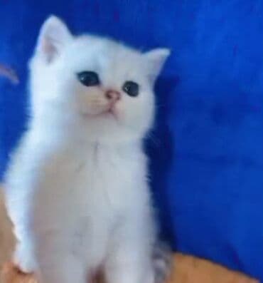 van pisiyi satilir: Britan, Dişi, Yaxşı əllərə, Ünvandan götürmə — 1